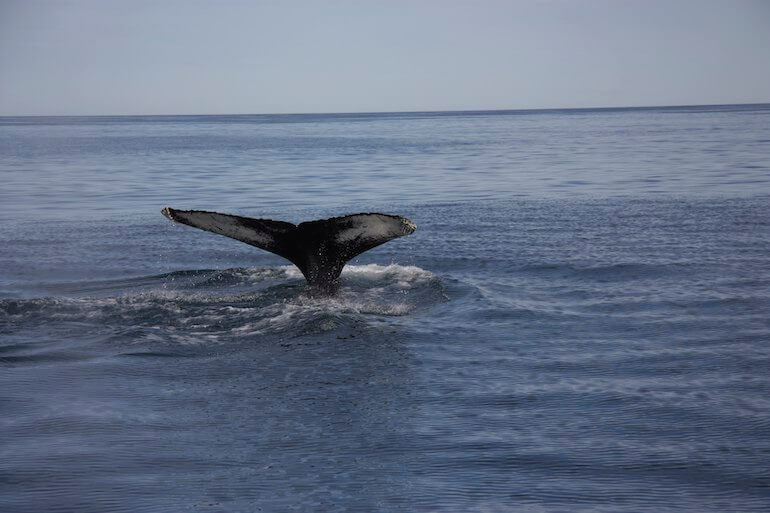 caccia alle balene