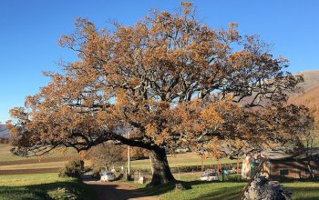 Alberi monumentali d'Italia