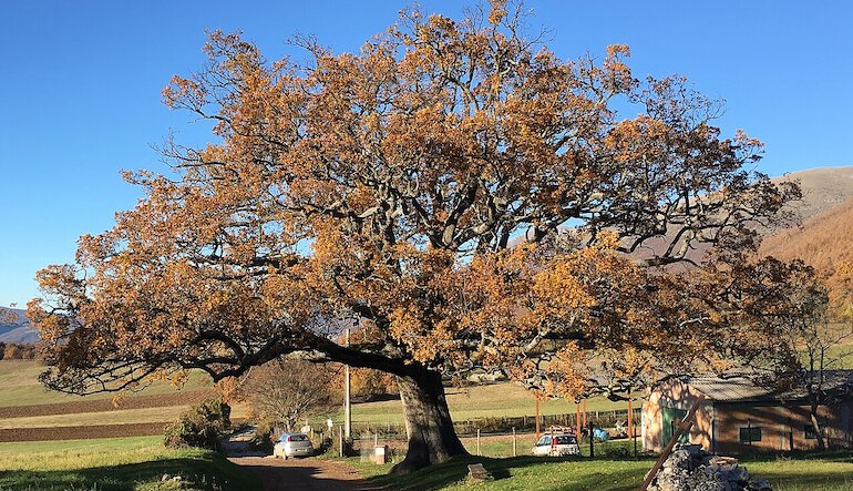 Alberi monumentali d'Italia