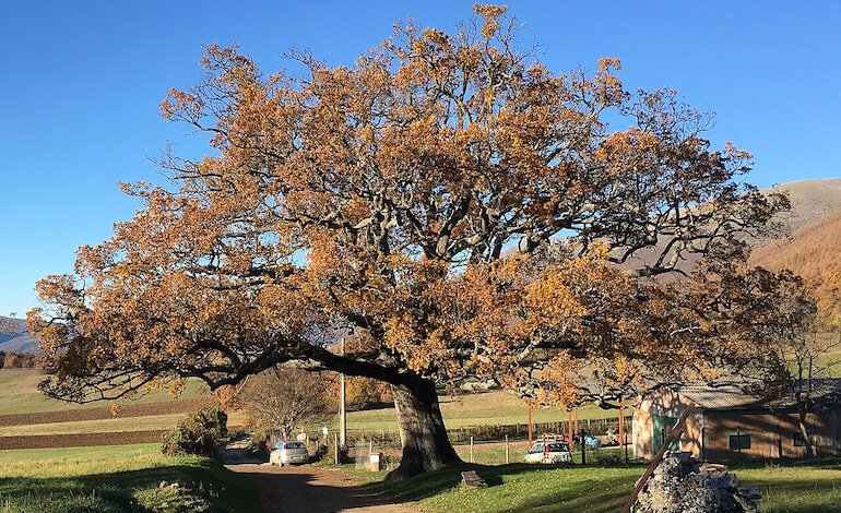 Alberi monumentali d’Italia