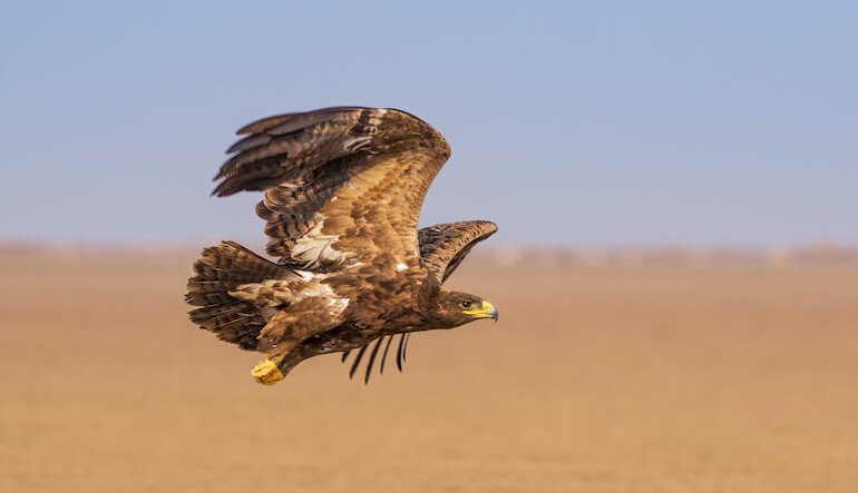 Gli uccelli migratori sono in crisi. Ma ci sono anche segnali di speranza