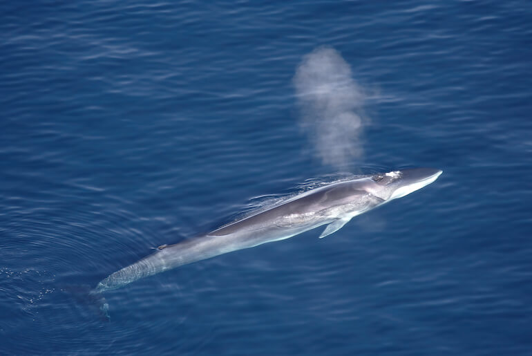 caccia alle balene