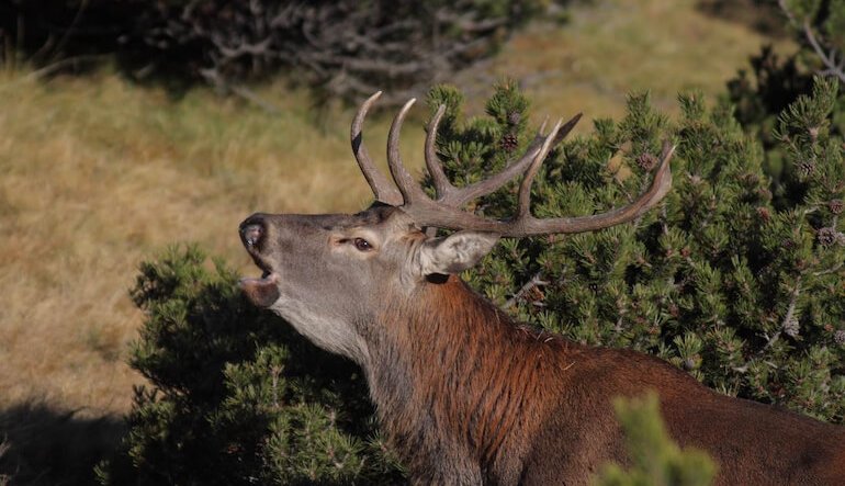 In Valtellina per ascoltare il bramito del cervo