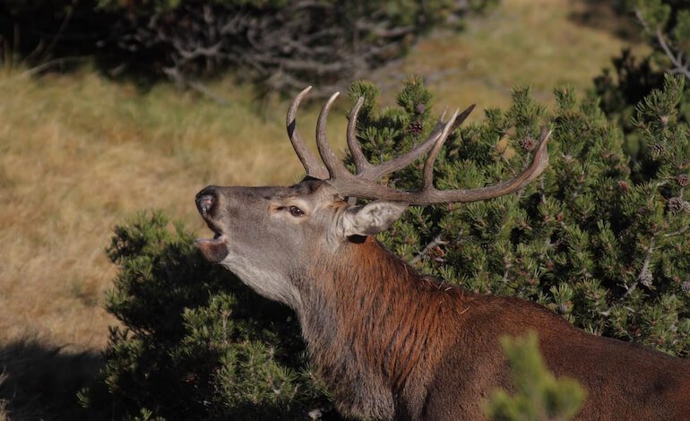 In Valtellina per ascoltare il bramito del cervo
