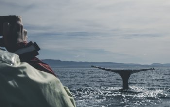 Islanda, verso lo stop alla caccia alle balene?
