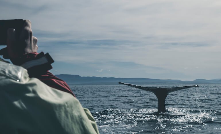 Islanda, verso lo stop alla caccia alle balene?