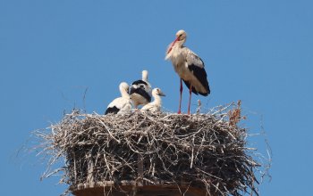 Sempre più cicogne bianche volano nei cieli della Calabria