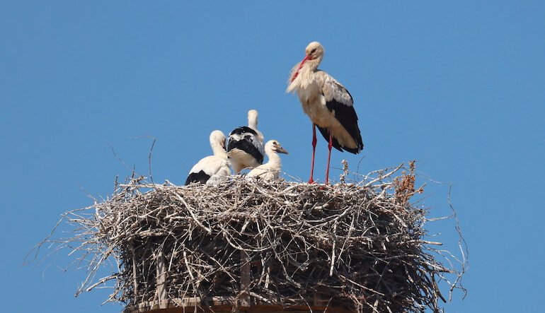 Sempre più cicogne bianche volano nei cieli della Calabria