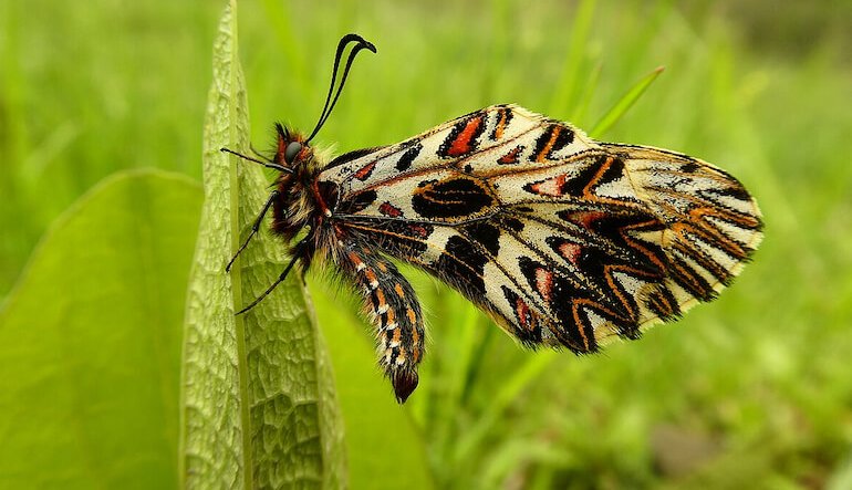 Le farfalle più belle ricevono più attenzione: quando la bellezza influenza la conservazione