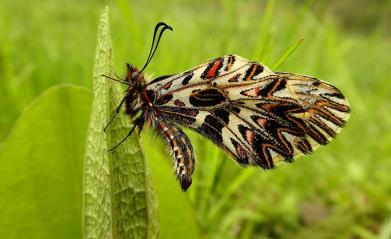 Le farfalle più belle ricevono più attenzione: quando la bellezza influenza la conservazione