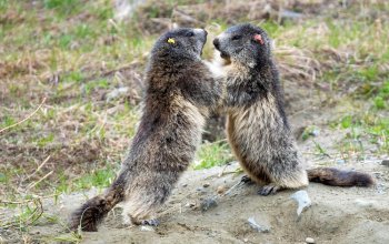 Marmotte, troppo caldo per giocare: sulle Alpi il cambiamento climatico modifica la vita sociale