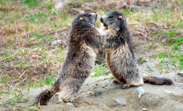 Marmotte, troppo caldo per giocare: sulle Alpi il cambiamento climatico modifica la vita sociale