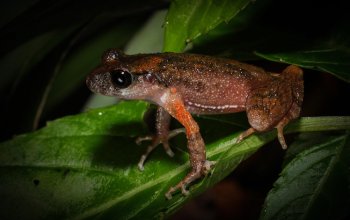 9000 specie di anfibi, e la storia non finisce qui