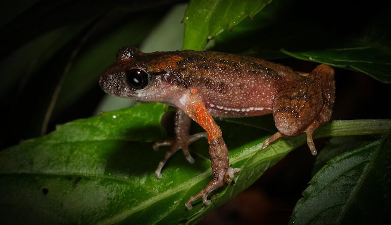 9000 specie di anfibi, e la storia non finisce qui