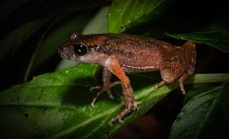 9000 specie di anfibi, e la storia non finisce qui