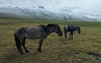 Il respiro dei cammelli, il galoppo dei cavalli, i cani della notte