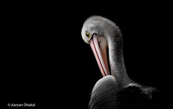 Le immagini più belle della natura australiana