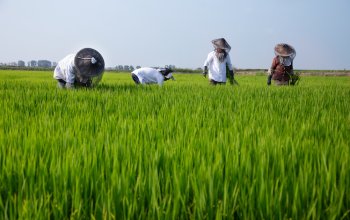 Un evento per scoprire i luoghi e la cultura del riso in Lomellina