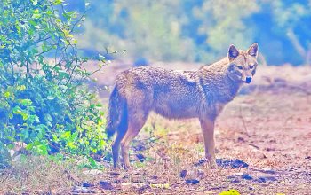 Lo sciacallo dorato arriva nel Parco Lombardo della Valle del Ticino