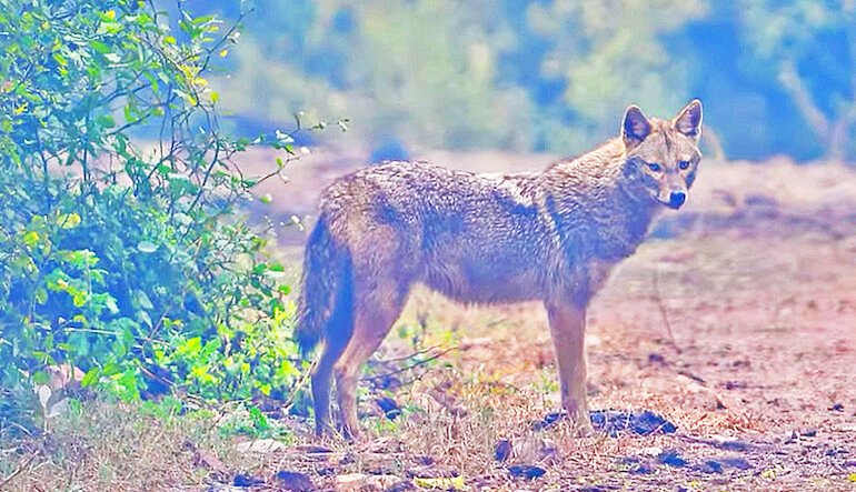 Il Parco del Ticino dà il benvenuto allo sciacallo dorato