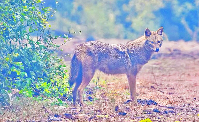 Il Parco del Ticino dà il benvenuto allo sciacallo dorato