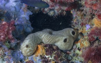 Una spugna marina per ripristinare la vita nei porti contaminati