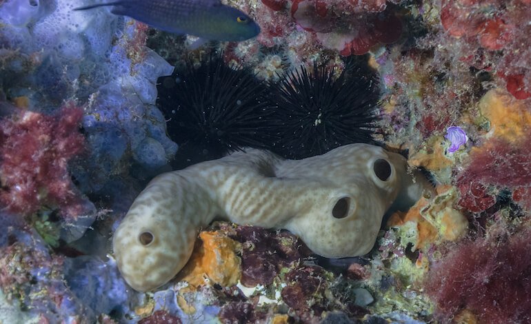 Una spugna marina per ripristinare la vita nei porti contaminati