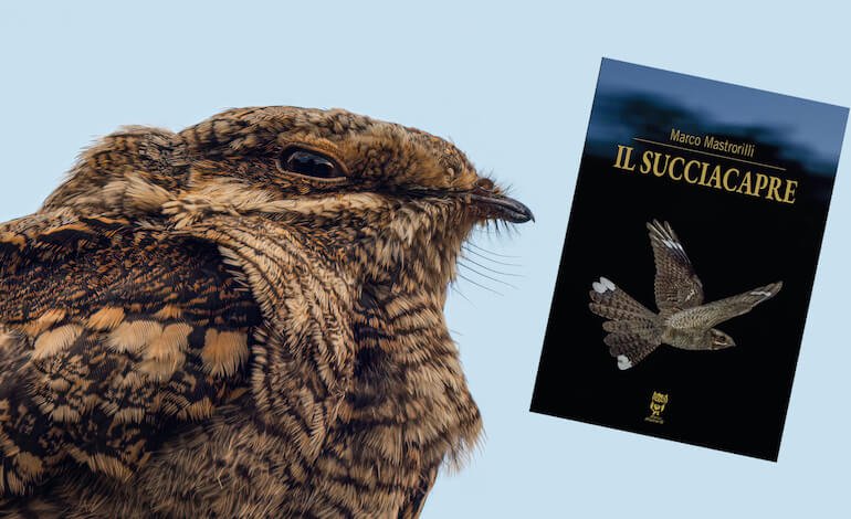 Il succiacapre, curioso protagonista delle leggende popolari