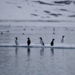 Svalbard