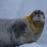 Svalbard