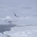 Svalbard