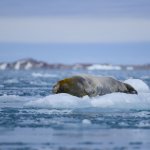 Svalbard