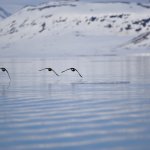 Svalbard