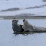 Svalbard