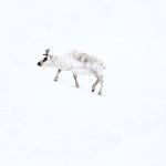 Svalbard