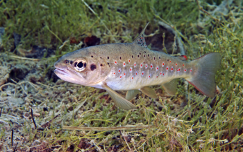 La trota mediterranea, tra caldo, specie invasive e patrimonio genetico