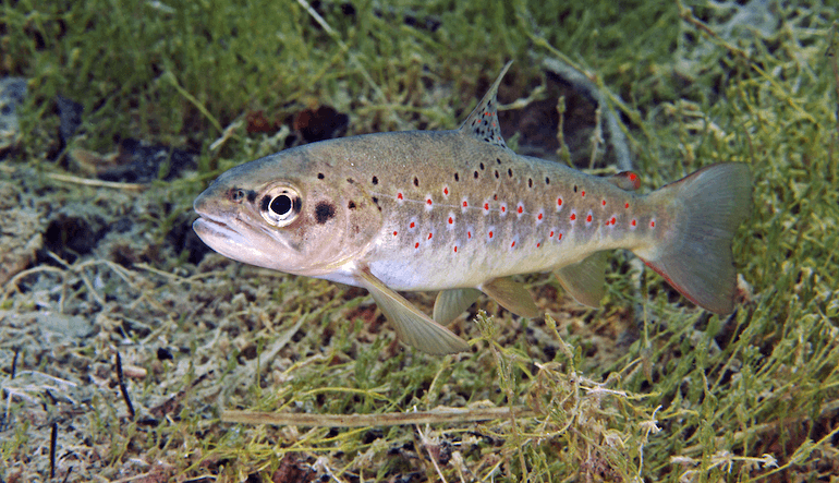 La trota mediterranea, tra caldo, specie invasive e patrimonio genetico