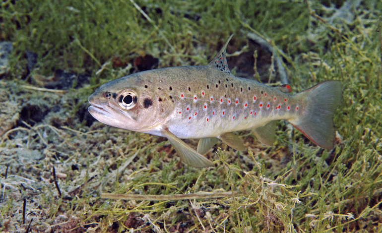 La trota mediterranea, tra caldo, specie invasive e patrimonio genetico