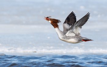 Le foto che raccontano gli uccelli delle Americhe