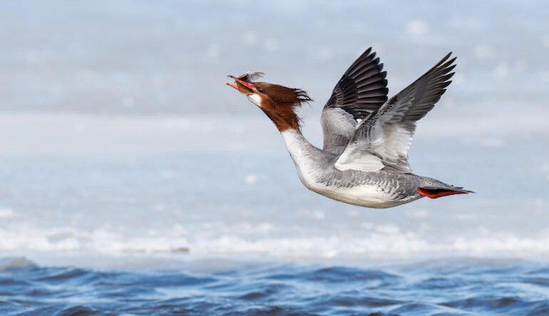 Le foto che raccontano gli uccelli delle Americhe