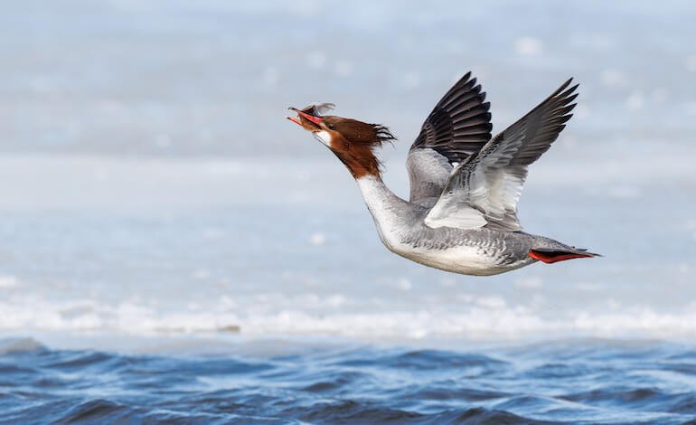 Le foto che raccontano gli uccelli delle Americhe