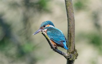 Gli uccelli dai colori più belli sono anche i più vulnerabili