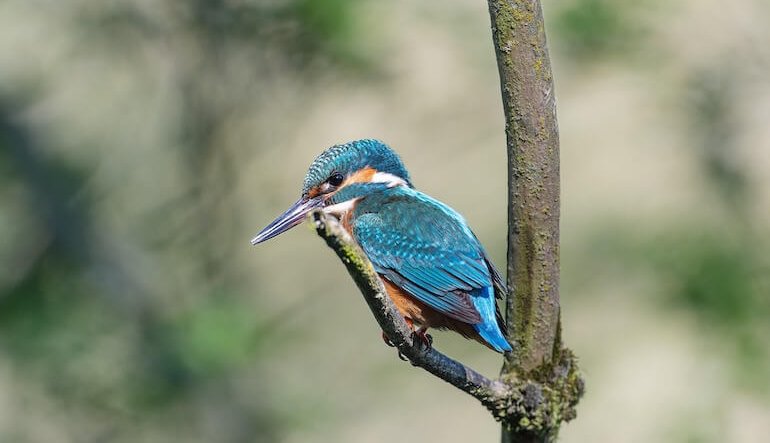 Gli uccelli dai colori più belli sono anche i più vulnerabili