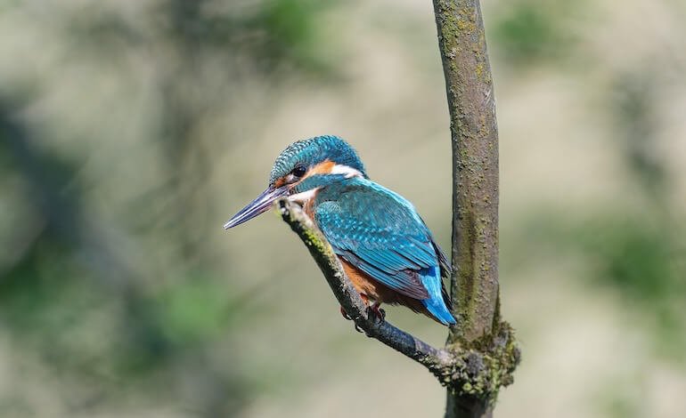 Gli uccelli dai colori più belli sono anche i più vulnerabili