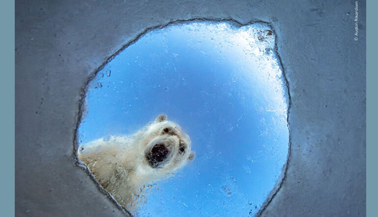 In anteprima alcune immagini del 62° Wildlife Photographer of The Year