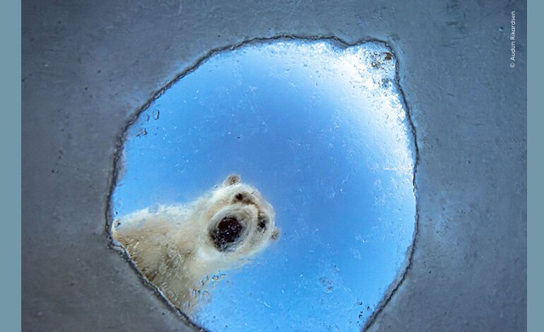 In anteprima alcune immagini del 62° Wildlife Photographer of The Year