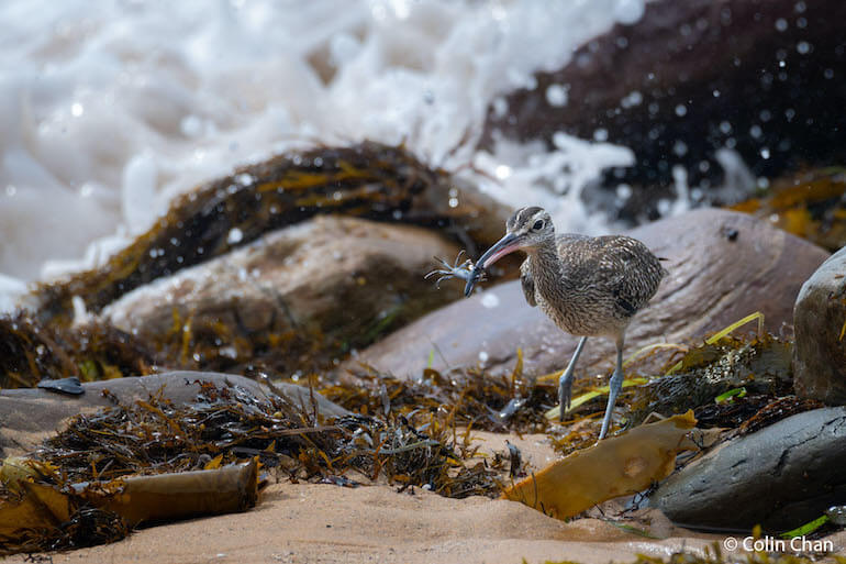 natura australiana