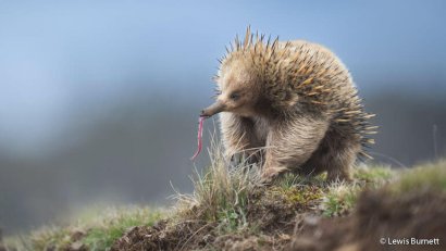 natura australiana