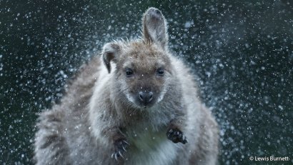 natura australiana