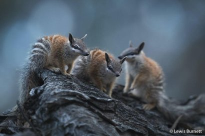 natura australiana